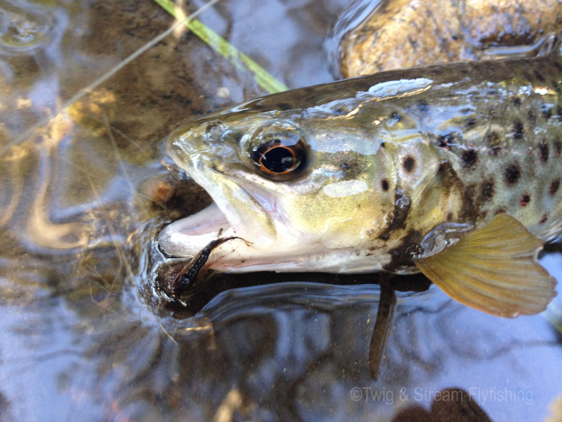 IMG_6475 Twig & Stream Fly Fishing