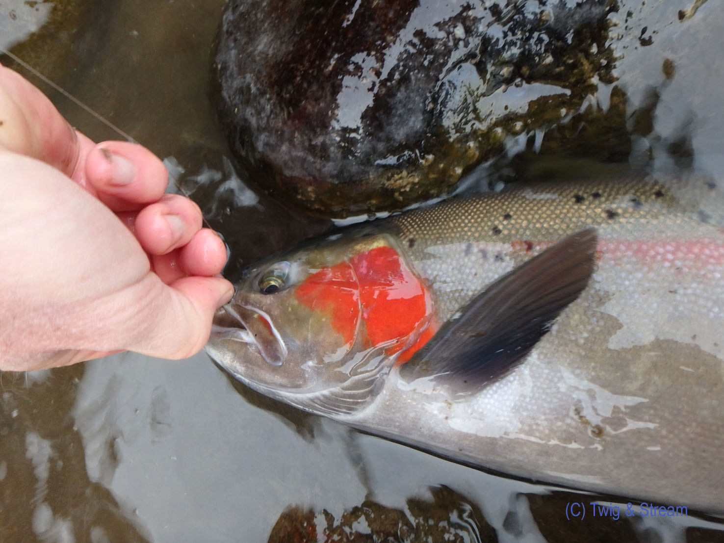 Bright cheeks Twig & Stream Fly Fishing
