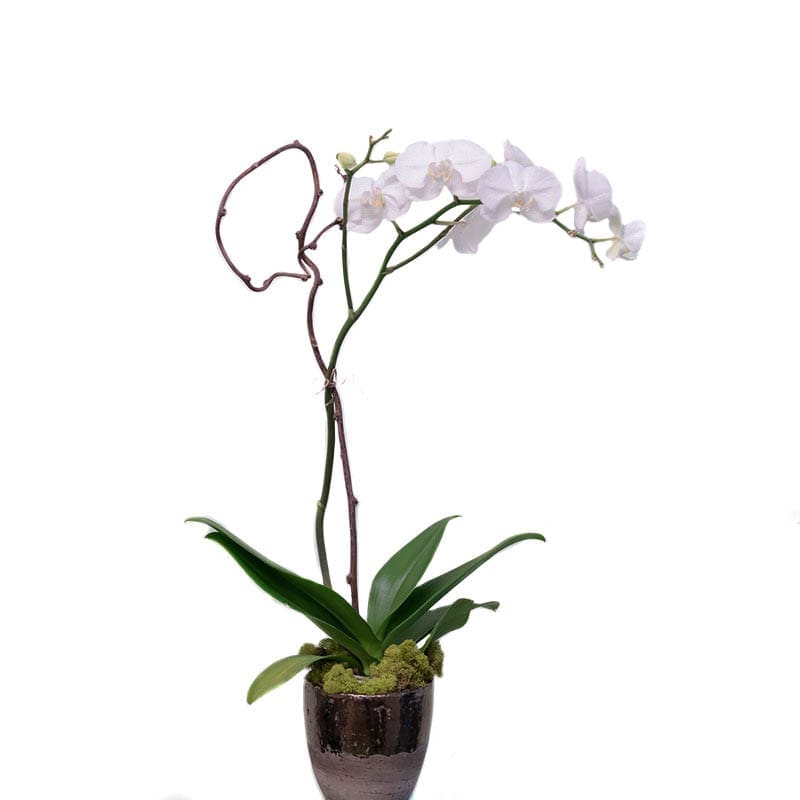 Single Stem Orchid Twigs
