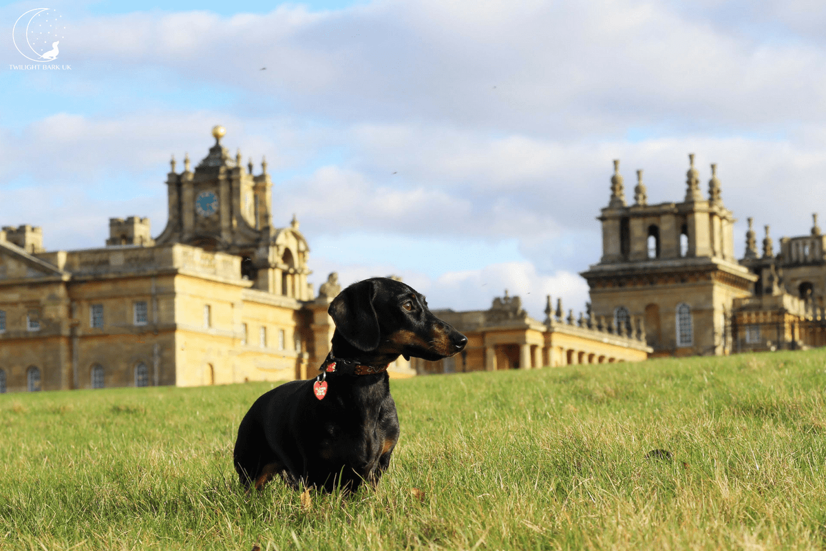 Advertorial Two of our favourite dog walks! Twilight Bark UK