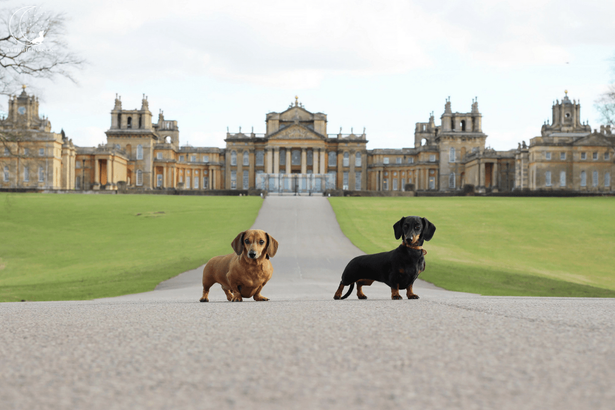 Blenheim Dog Show at Thomas Brookshire blog
