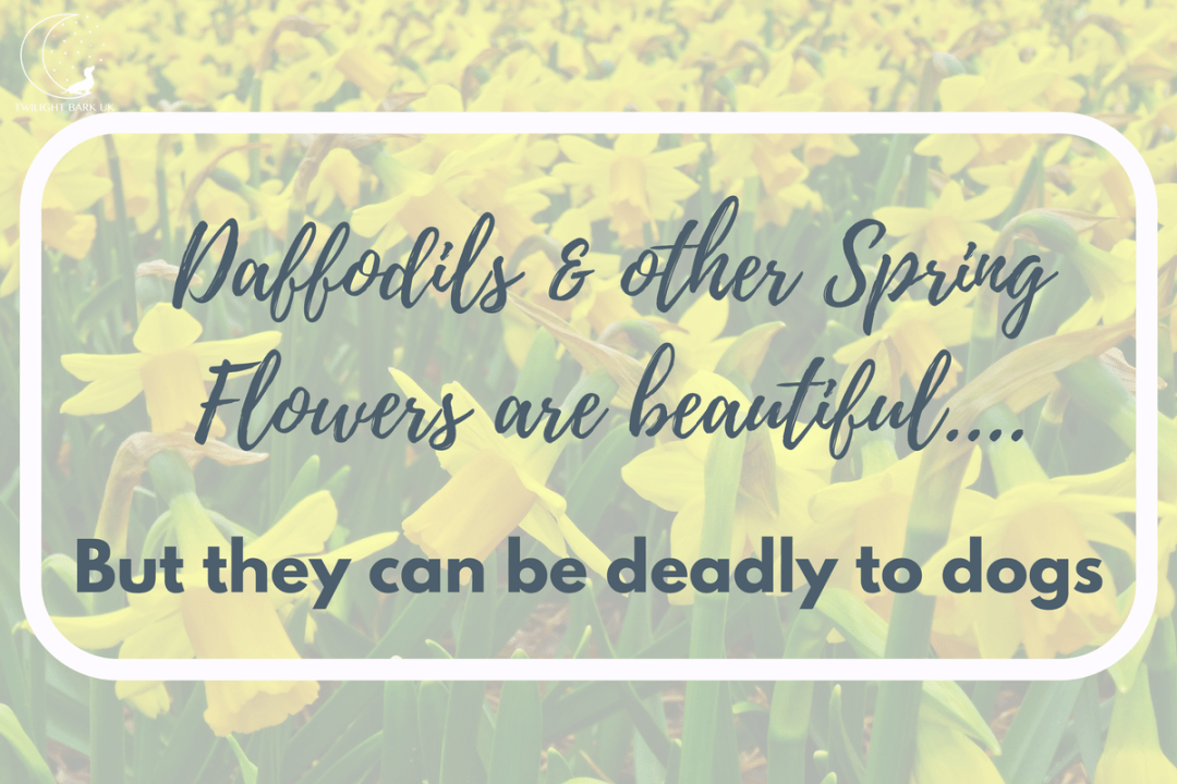 Click to discover how daffodils & other Spring flowers can be deadly to dogs. Avoid them to protect your dogs at Easter