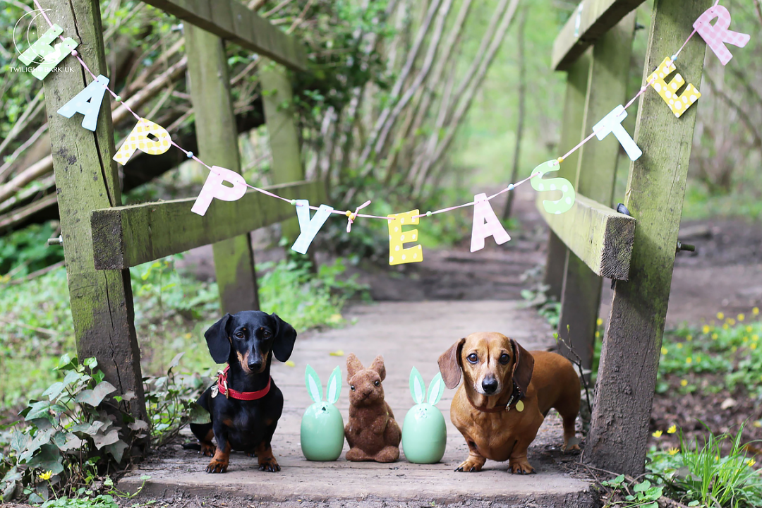 Click to see Ted & Millie, the two miniature dachshunds, pose with a Happy Easter sign to help show 4 ways to protect your dogs at Easter 