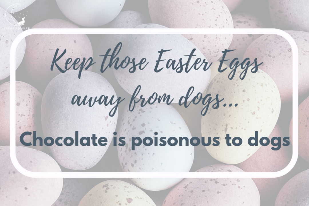 Click to discover how chocolate can be poisonous to dogs. Avoid them eating it to protect your dogs at Easter