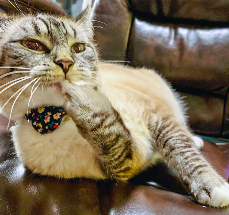 How to Train your Humans How to Train your Humans