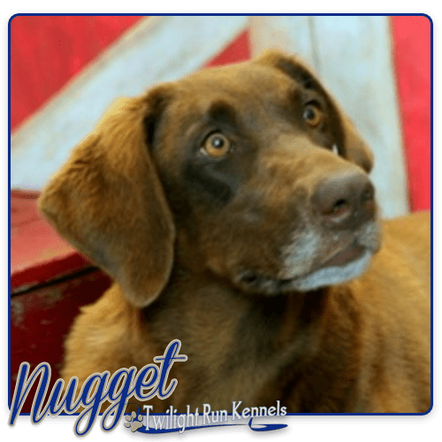 Twilight Run KennelsLabrador Adults