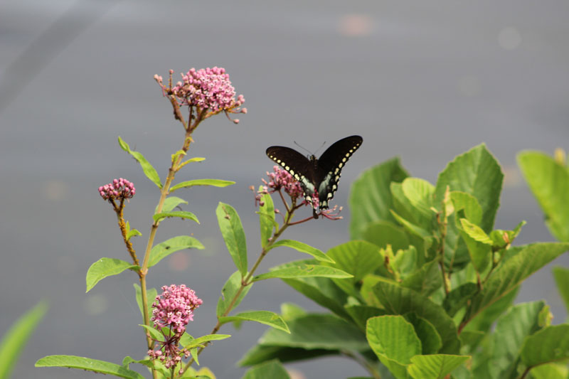 Butterfly Wings Twin Branch Wellness & Recovery for Women Lancaster