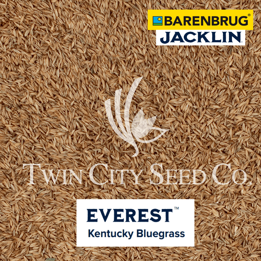 Everest Kentucky Bluegrass Twin City Seed Company