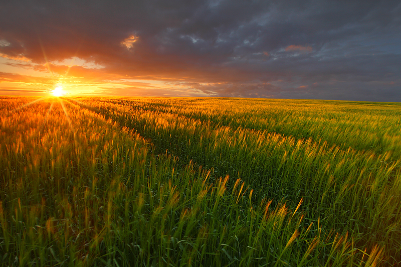 About Twin Garden Sales