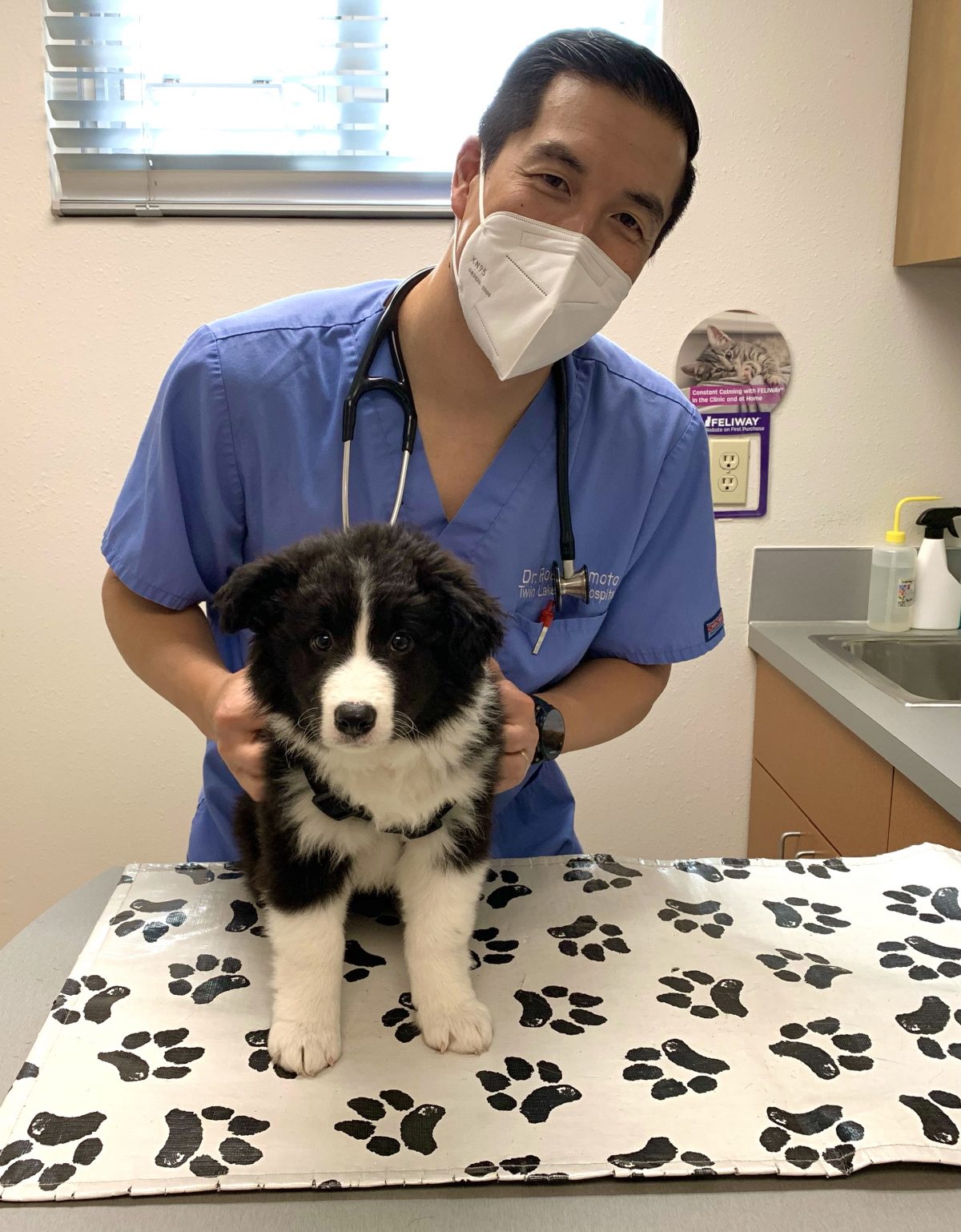 Veterinarian in Federal Way Vet Near You Twin Lakes Veterinary Hospital