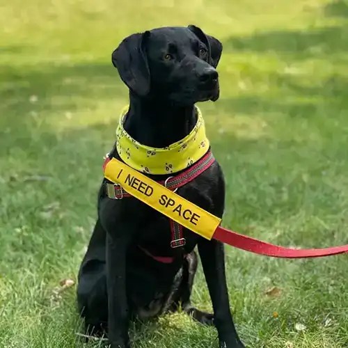 Yellow Ribbon Dog Campaign Twin Pines Veterinary Clinic PA