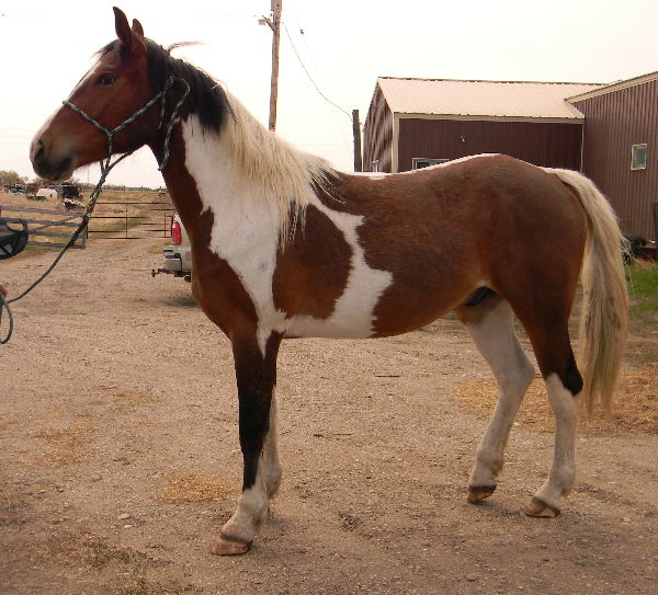 Twin Valley Ranch Sport Horses for Sale