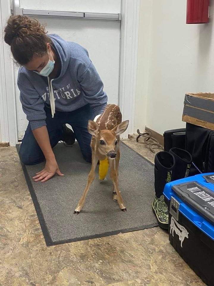 Wildlife In Esterhazy, SK Twin Valley Veterinary Health