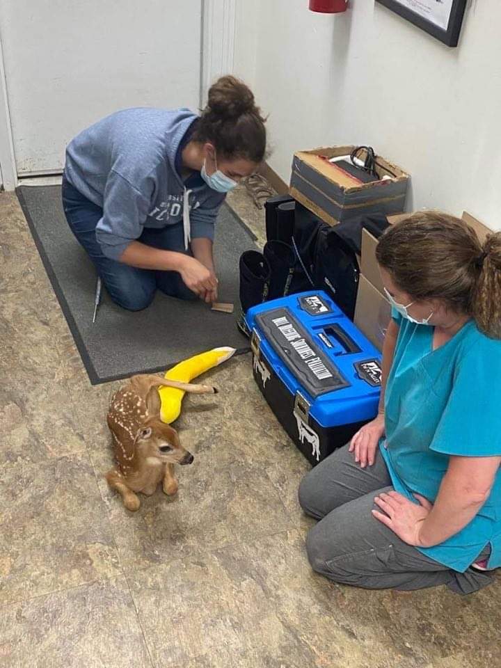 Wildlife In Esterhazy, SK Twin Valley Veterinary Health