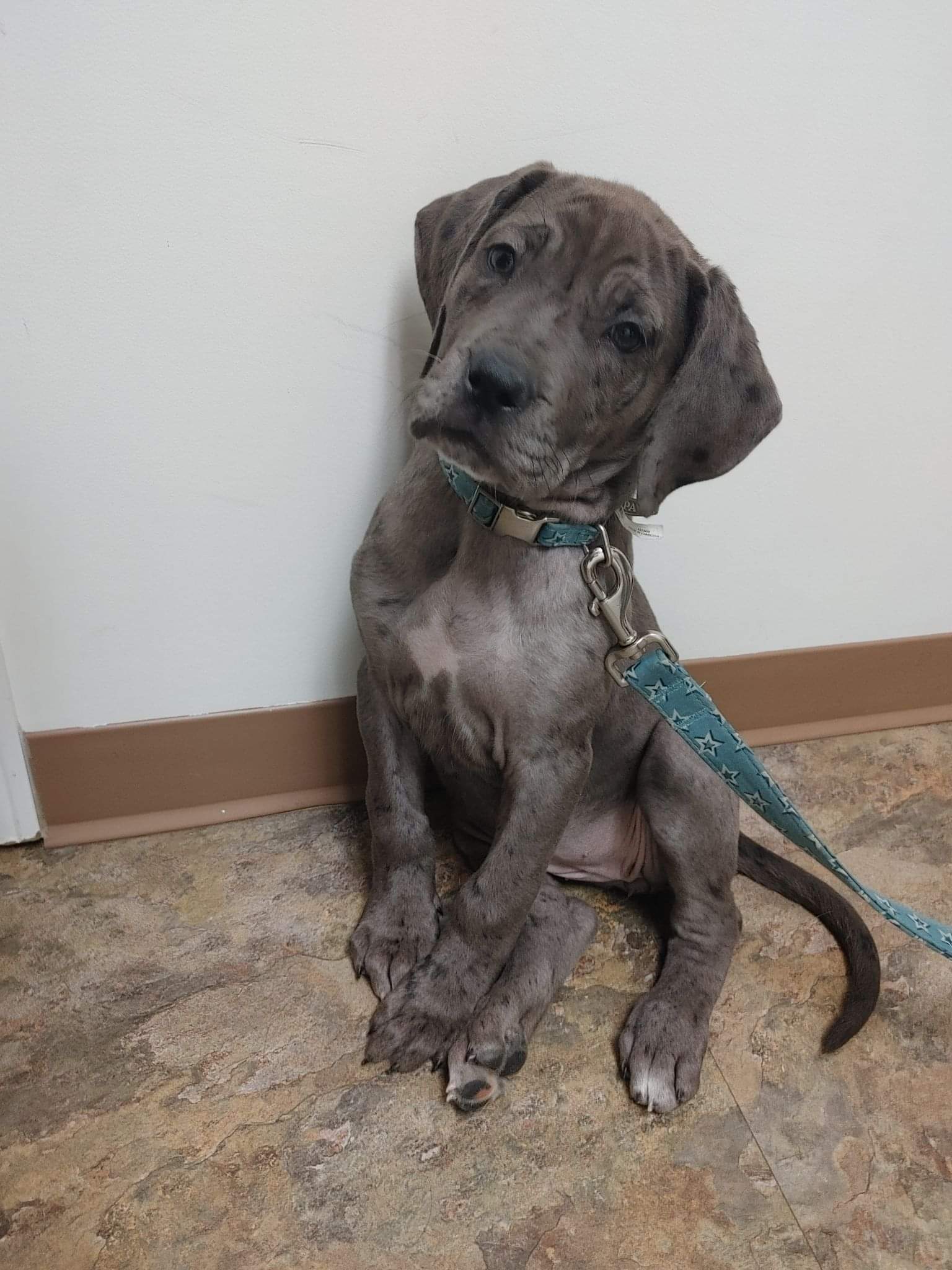 Twin Valley Veterinary Patient Gallery Vet In Esterhazy, SK