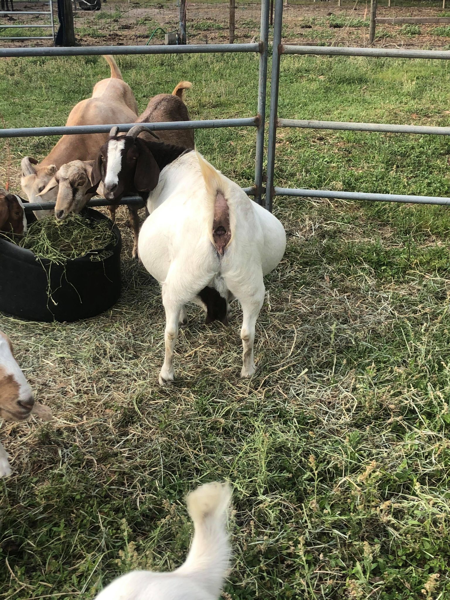 Twisted Pine Farm Boer Goats, Californian, Rex and English Spot
