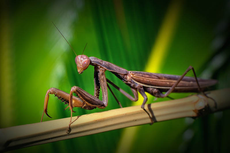The Incredible Praying Mantis [25 pics] » TwistedSifter