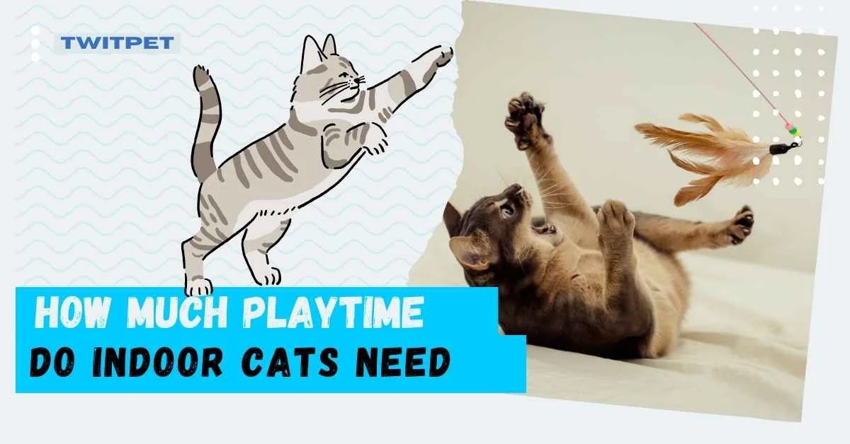 How Much Playtime Do Indoor Cats Need Essential Insights Pro Tips