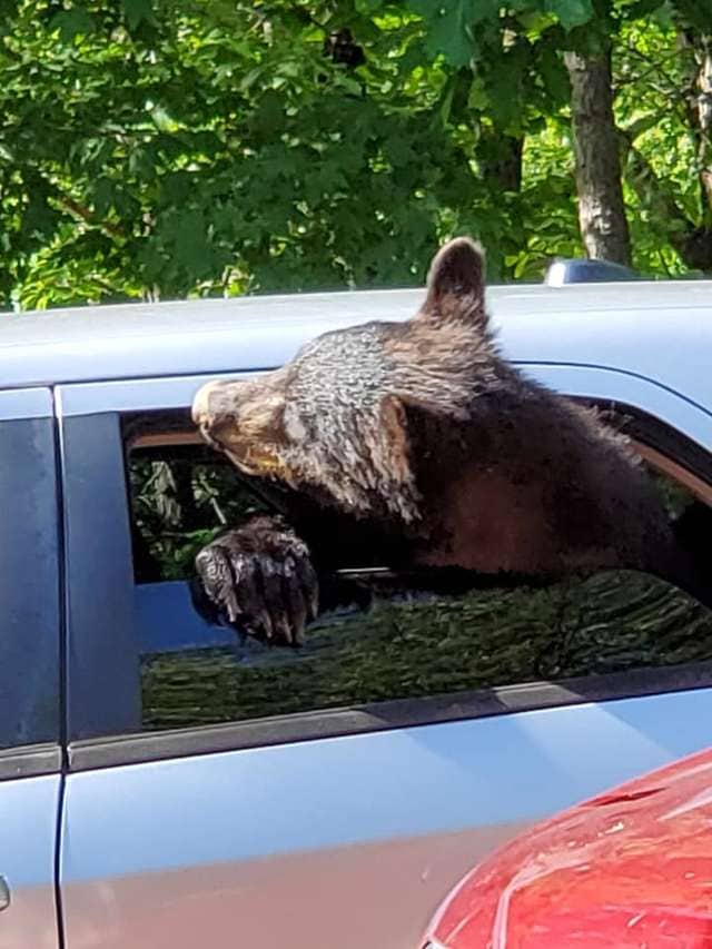 Der Mann hatte die Fenster des Wagens nicht geschlossen