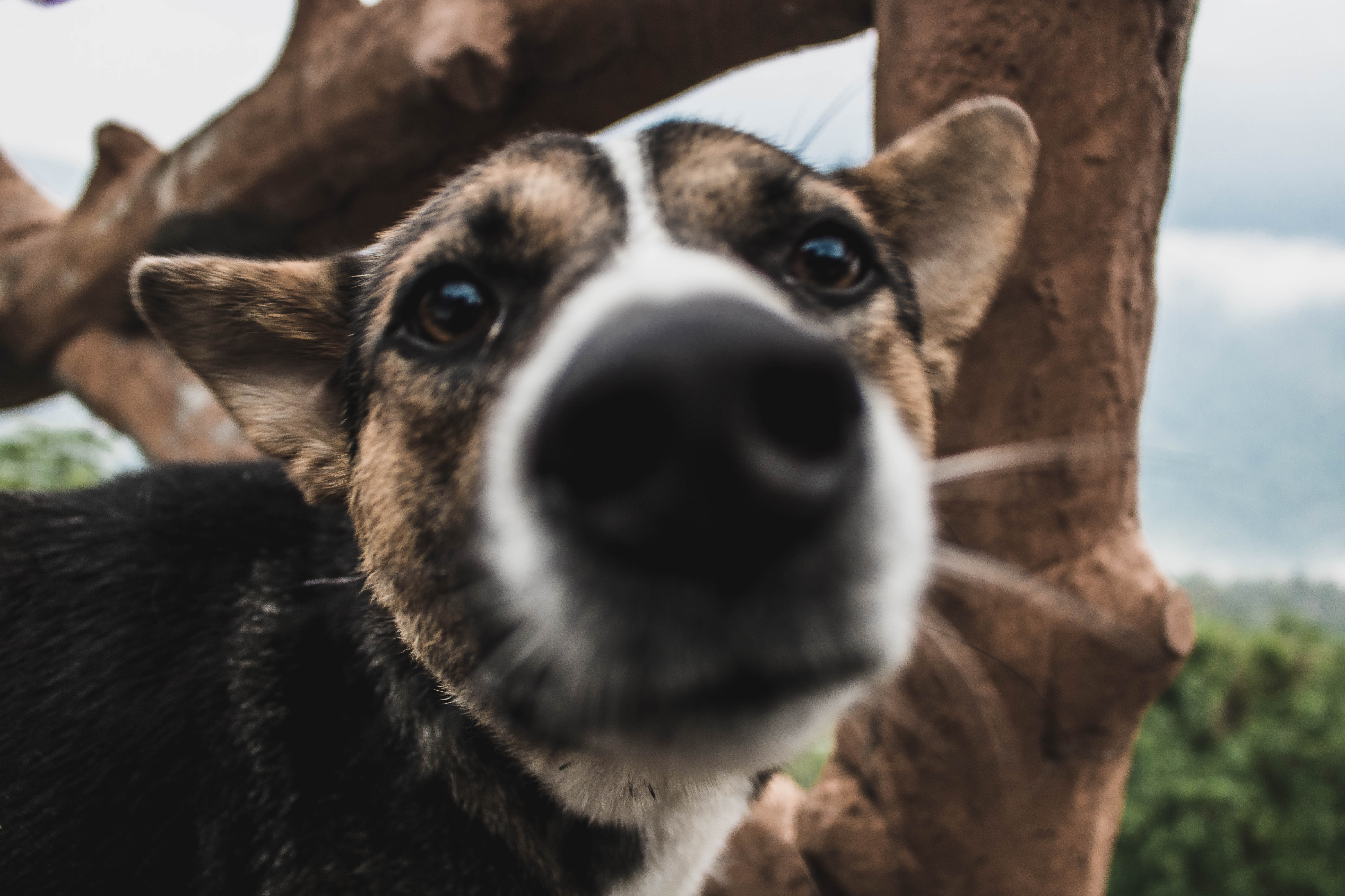 A dog at Bara Mangwa Farmhouse
