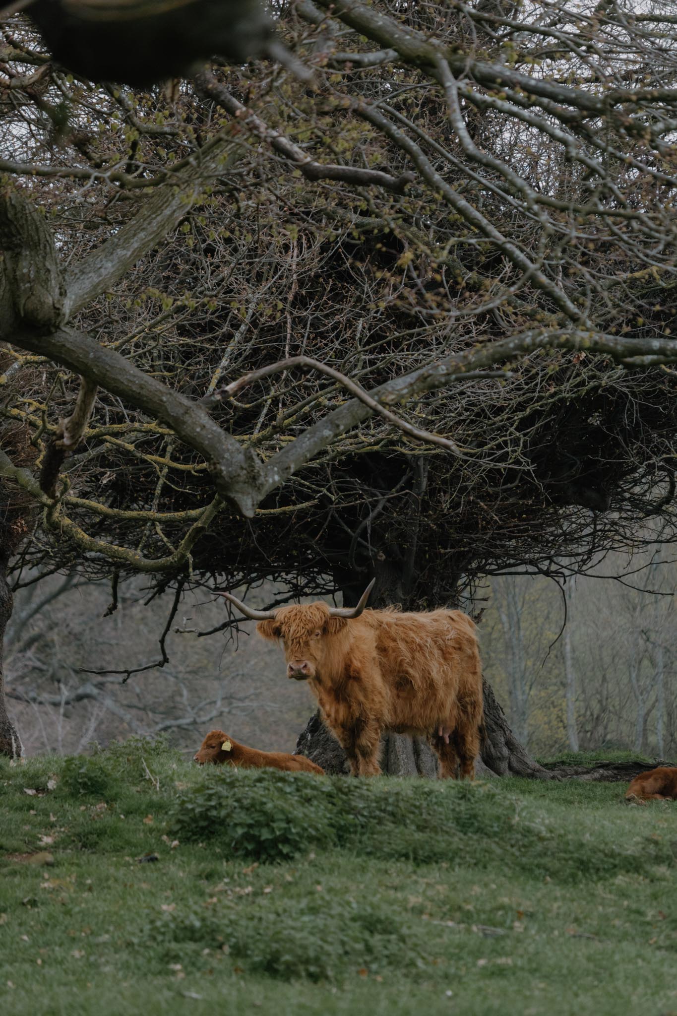 South Queensferry to Cramond Walk Dalmeny Estate Walk Two Together