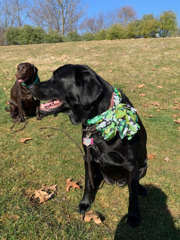 Should Dogs Be Allowed In Grocery Stores? Part 2 Two Adorable Labs