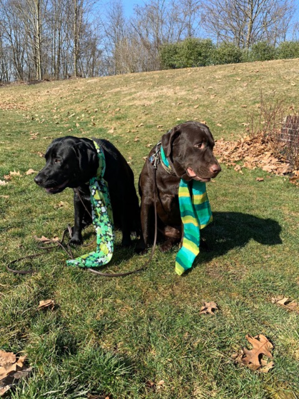 Should Dogs Be Allowed In Grocery Stores? Part 2 Two Adorable Labs