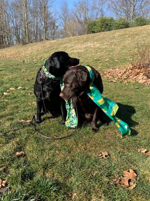 Should Dogs Be Allowed In Grocery Stores? Part 2 Two Adorable Labs
