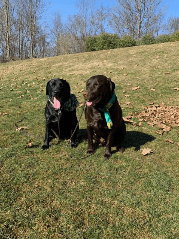 Should Dogs Be Allowed In Grocery Stores? Part 2 Two Adorable Labs