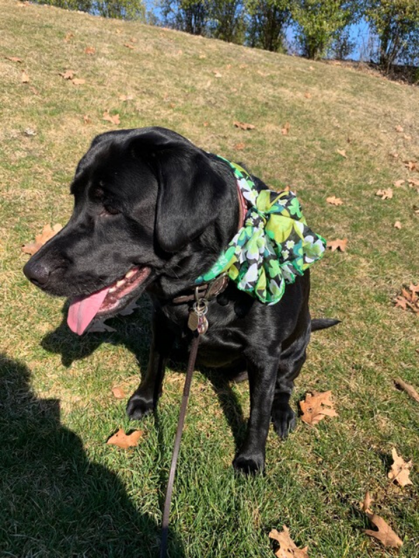 Should Dogs Be Allowed In Grocery Stores? Part 2 Two Adorable Labs