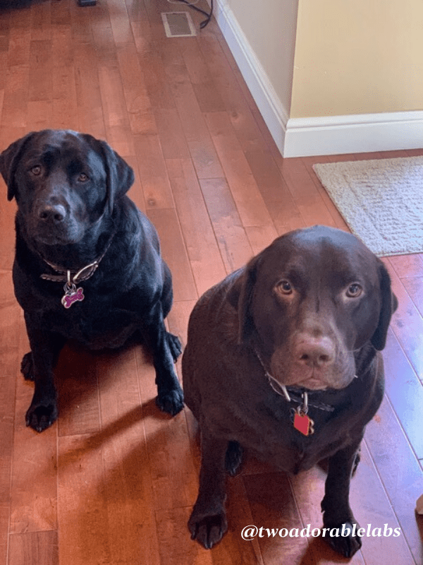 Blueberry Almond Banana Pancake Treats Two Adorable Labs