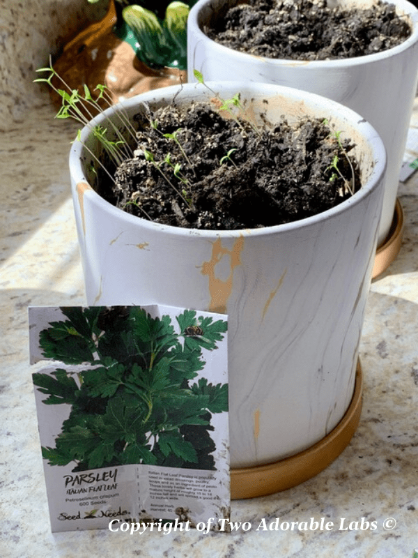 Is Parsley Good For Dogs? Two Adorable Labs