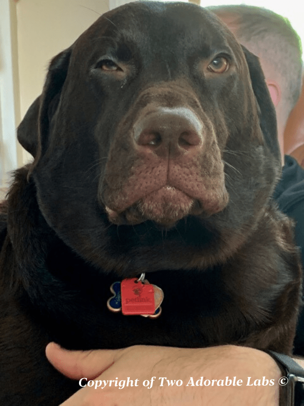 Is Parsley Good For Dogs? Two Adorable Labs
