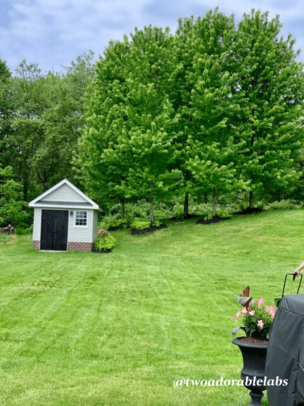 Castor Bean Plant Toxic To Dogs Two Adorable Labs