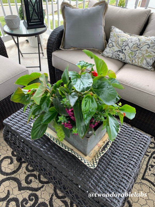 Castor Bean Plant Toxic To Dogs Two Adorable Labs