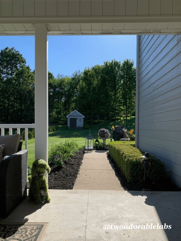 Castor Bean Plant Toxic To Dogs Two Adorable Labs