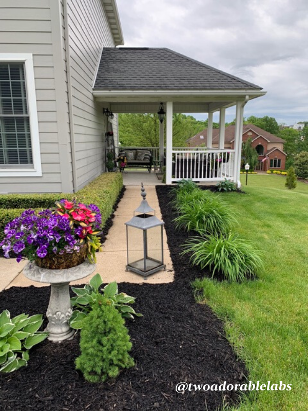Castor Bean Plant Toxic To Dogs Two Adorable Labs