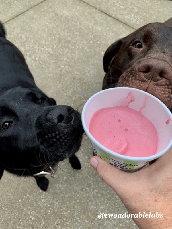 Can Dogs Eat Gelatin? Two Adorable Labs