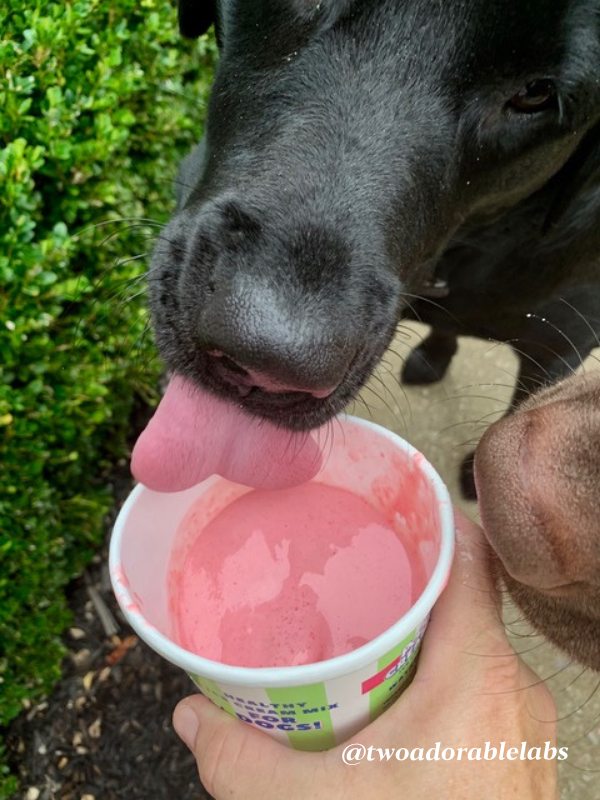 Can Dogs Eat Gelatin? Two Adorable Labs