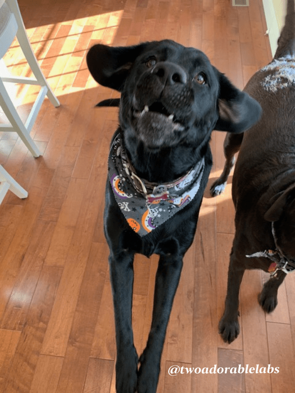 Frozen Applesauce Cinnamon Oat Treat Two Adorable Labs