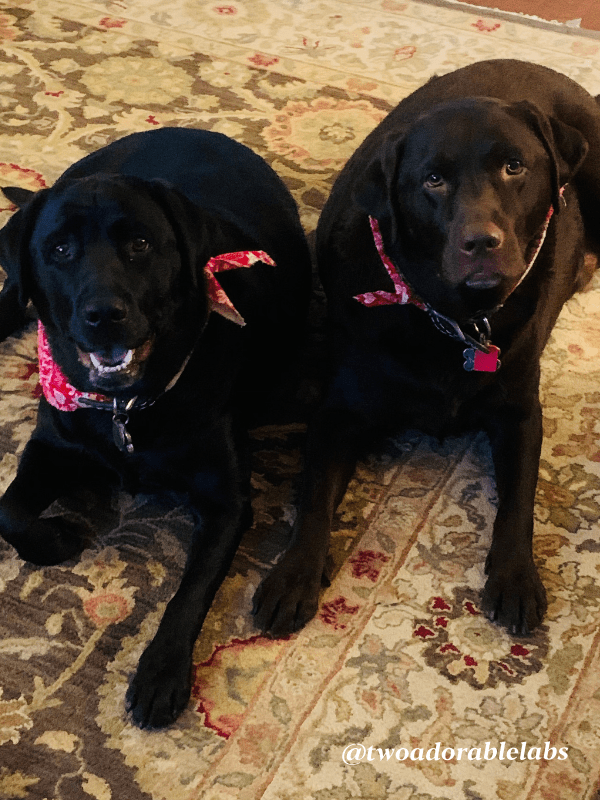 Can A Person Get Mrsa From A Dog