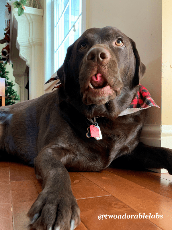 How Many Times A Year Do Dogs Shed