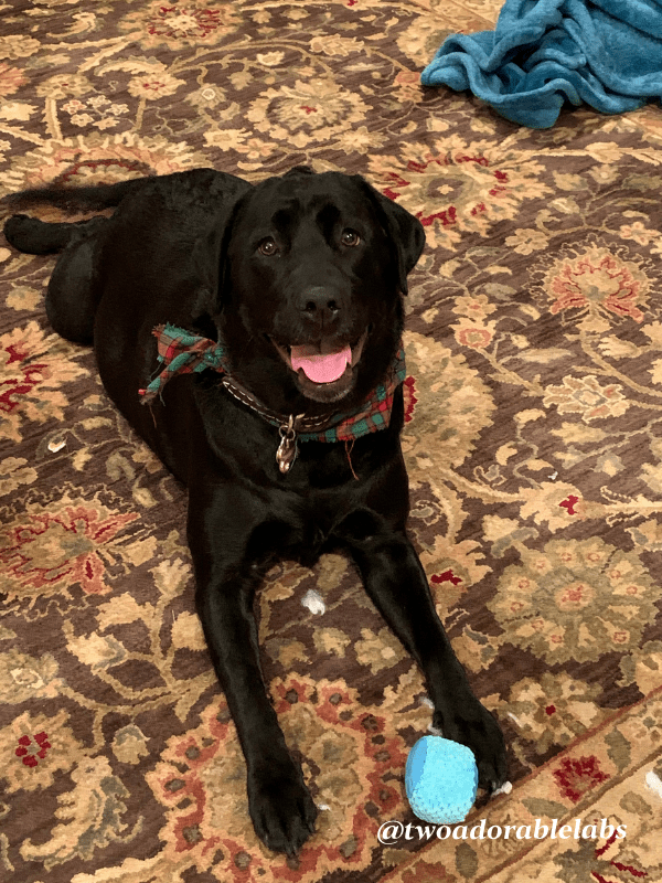 Sportmix Pet Food Recall Two Adorable Labs