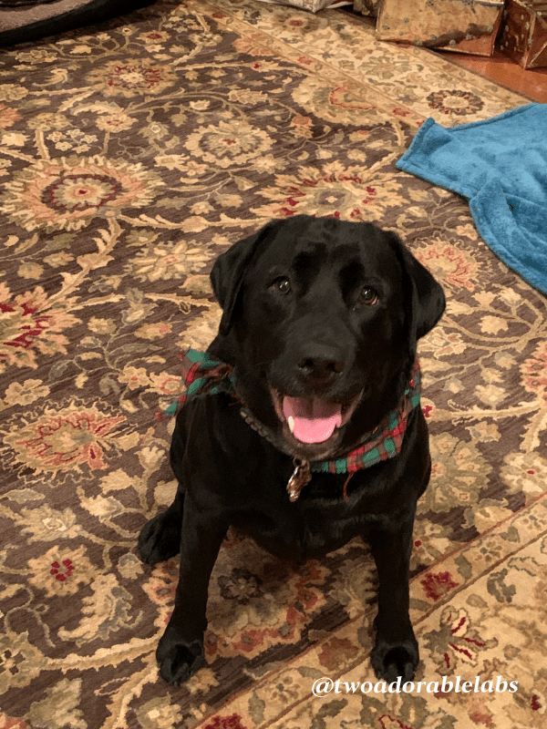 Sportmix Pet Food Recall Two Adorable Labs