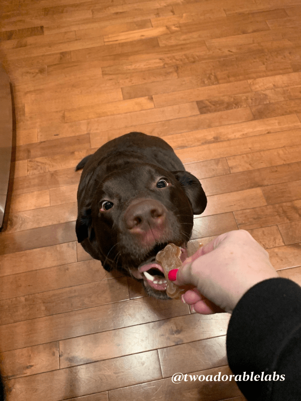 Gelatin And Beef Broth Dog Treat Two Adorable Labs