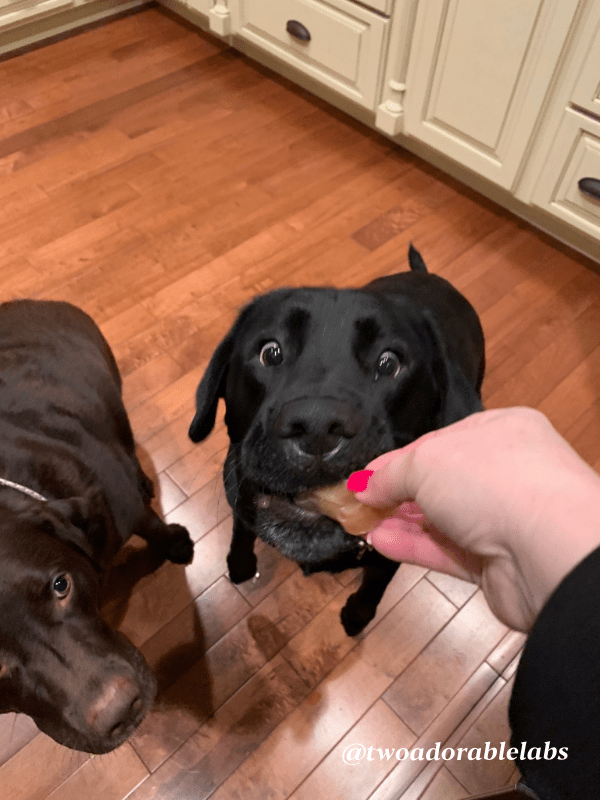 Gelatin And Beef Broth Dog Treat Two Adorable Labs