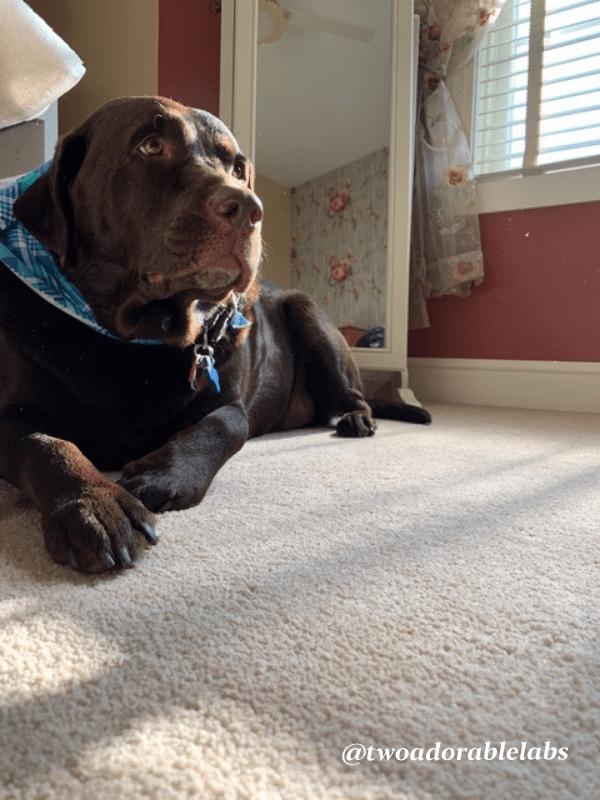 12 Things That Humans Do That Annoy Their Dog Two Adorable Labs