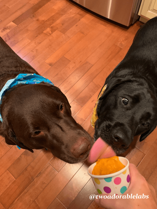 Are Pup Cups Safe For Dogs