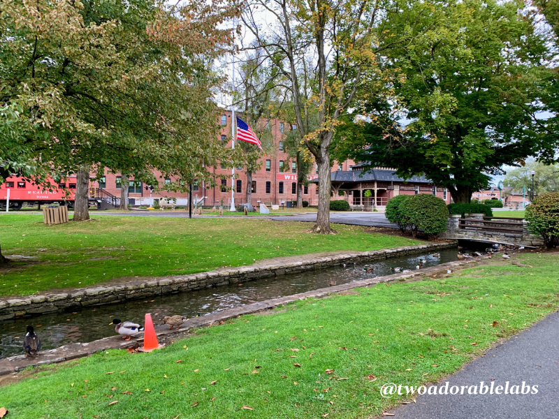 Lititz, PA America's Coolest Small Town Two Adorable Labs