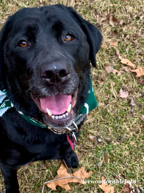 Addison's Disease In Dogs Two Adorable Labs